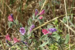 Pinks and Lavenders.jpg