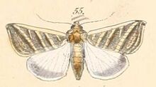Pl.108-55-Heliothis tergemina (C. Felder & Rogenhofer, 1874).JPG
