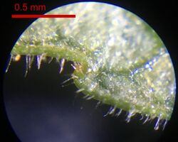 The image is a photograph of the edge of the underside of a leaf. The leaf takes up the upper two-thirds of the image and the leaf margin runs right to left, with a single tooth jutting out bluntly to the left. Also sporadically along the edge of the leaf are small, transparent hairs. The light-colored leaf surface is intersected with dark veins, one of which comes in from the top right of the image towards the tooth, and it widens abruptly as it nears the tooth. Between the tip of the tooth and where it steps down to the next part of the leaf margin is a shallow bulge with a brownish hue, a distinctly different color from the rest of the leaf. A red scale bar at upper left, occupying about a quarter of the width of the image, above which reads "0.5 mm."