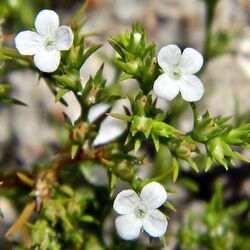 Polypremum procumbens 2011.jpg