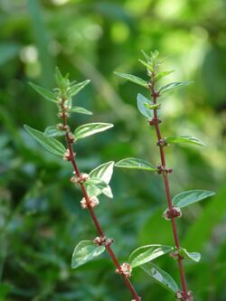 Pouzolzia zeylanica at Kadavoor.jpg