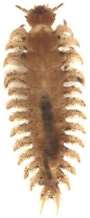 Priasilpha obscura larva.jpg