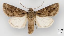 Protorthodes argentoppida male.jpg