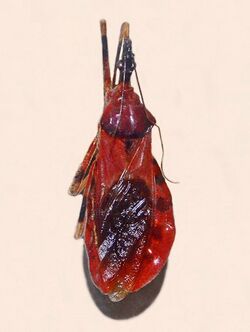 Reduviidae - Eulyes amoena.JPG