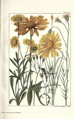 Rocky mountain flowers (Plate 41) (6280210380).jpg