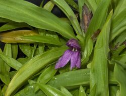 Roscoea kunmingensis var k 120819.jpg