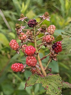 Rose Blackberry.jpg