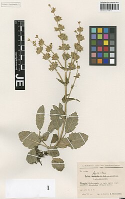 Salvia frigida.jpg