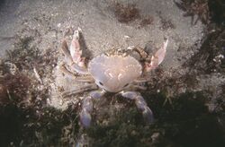 Sand-crab-ovalipes-australiensis-397517-large.jpg