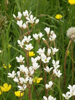 Saxifraga granulata 140505.jpg