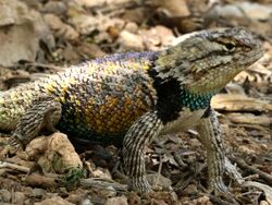 Sceloporus magister-male front.jpg
