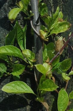 Schisandra sinensis.jpg