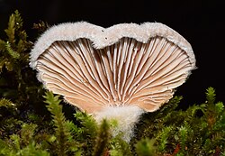 Schizophyllum commune SMCA 02.jpg