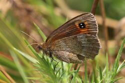 Scotch argus (Erebia aethiops caledonia) underside.jpg