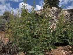 Scrophularia desertorum.jpg