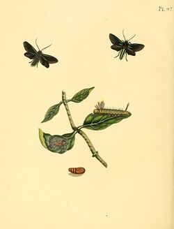 Sepp-Surinaamsche vlinders - pl 097 plate Calonotos helymus.jpg
