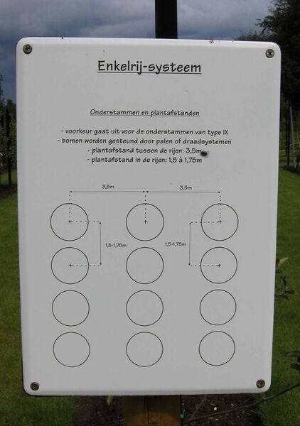 File:Singlerow fruittree system.JPG