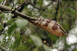 Southern vine snake (Thelotornis capensis capensis).jpg