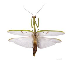Stagmatoptera flavipennis MHNT dos.jpg