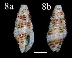 Steironepion moniliferum (10.3897-zookeys.779.24562) Figure 4 (cropped).jpg
