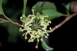 Stenocarpus reticulatus.jpg