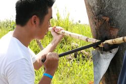 Sugarcane drink.JPG