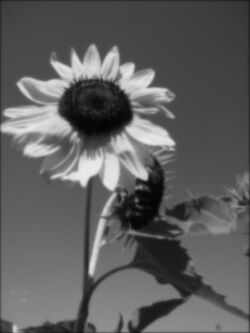 Sun flower - Deriche filter smoothing - alpha = 0.25.jpg