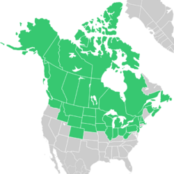 Symphyotrichum boreale native distribution map: Canada — Alberta, British Columbia, Manitoba, New Brunswick, Newfoundland, Northwest Territories, Nova Scotia, Nunavut, Ontario, Prince Edward Island, Québec, Saskatchewan, and Yukon; US — Alaska, Colorado, Idaho, Illinois, Indiana, Iowa, Massachusetts, Michigan, Minnesota, Montana, Nebraska, New Hampshire, New Jersey, New York, North Dakota, Ohio, Pennsylvania, South Dakota, Vermont, Washington, West Virginia, Wisconsin, and Wyoming.