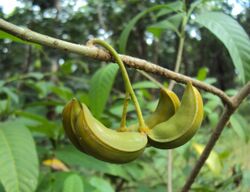 Tabernaemontana alternifolia 26.JPG