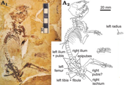 The-paulchoffatiid-Rugosodon-eurasiaticus-Yuan-et-al-2013-BMNH1142A-Daxishan-Site.png