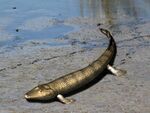 Tiktaalik NT small.jpg