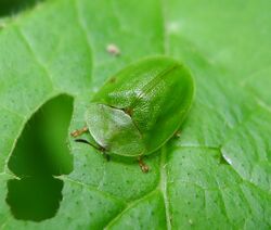 Tortoise Beetle. Cassida viridis - Flickr - gailhampshire.jpg