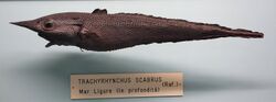 Trachyrincus scabrus (Trachyrhynchus scabrus) - Museo Civico di Storia Naturale Giacomo Doria - Genoa, Italy - DSC03200.JPG