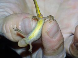 Newt held between two fingers, exposing its yellow underside