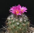 Turbinicarpus viereckii ssp. neglectus, LAU1159 Wiki. neglectus LAU1159-003.JPG