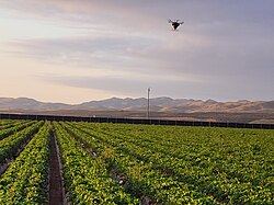 Drone-performed aerial biological control using predatory mites. Mission flown by UAV-IQ