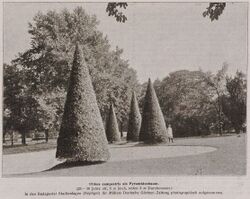 Ulmus campestris als Pyramidenbaum.jpg