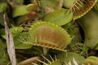 Venus flytrap - Dionaea muscipula - panoramio.jpg