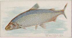 Whitefish, from the Fish from American Waters series (N8) for Allen & Ginter Cigarettes Brands MET DP830737.jpg