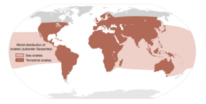 Approximate world distribution of snakes.