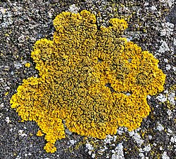 Xanthoria calcicola 84460548.jpg