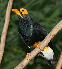 Yellow-faced Myna.jpg