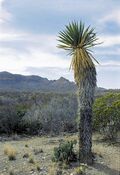Yucca carnerosana fh 1179.26 TX B.jpg