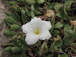 賽亞麻屬 Nierembergia rivularis -倫敦植物園 Kew Gardens, London- (9229788618).jpg