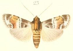 23-Stericta corticalis=Stericta corticalis Pagenstecher, 1900.JPG