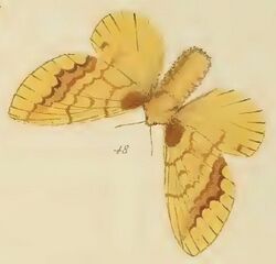 48-Lechriolepis ramdimby stumpffii (Saalmüller, 1880).JPG