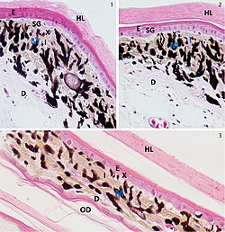 Acanthodactylus orientalis (10.3897-zoologia.34.e11923) Figures 1–3.jpg