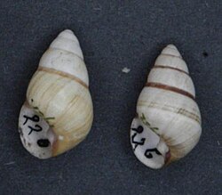 Achatinella casta shells.jpg