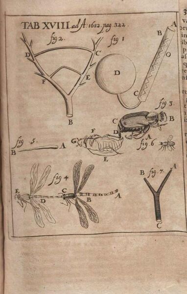 File:Acta Eruditorum - XVIII zoologia, 1682 – BEIC 13349171.jpg