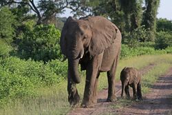 African bush elephants (Loxodonta africana) female with six-week-old baby.jpg